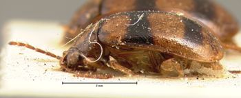 Media type: image; Entomology 18406   Aspect: habitus lateral view